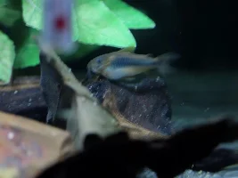 Help! My cories spawned! What do I do??