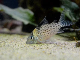 Which Corys Do You Have?