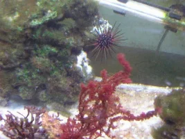 Algae And Algae And Algae And, More Algae