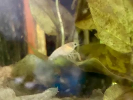 never tried keeping “normal” size cray fish…