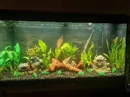 New tank fish in cycle. A few issues...