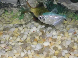 new fish... what is it??????