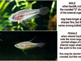 Sparkly Gourami genders