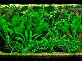 New tank, need substrate ideas.