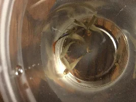 Loaches with guppies? Don’t have anywhere to put them!