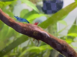 A question for the shrimp keepers 🦐 Neocaridina (blue) not as blue as before?