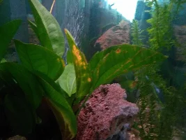 55 gallon community planted lace Rock aquarium.