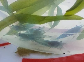 I recently made a 5 gal nano