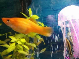 White Streak On Tail Of Swordtail