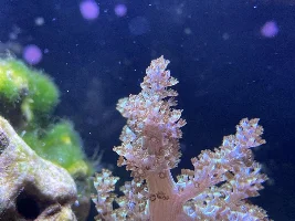 29g Saltwater Nano Tank
