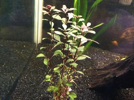 125 gallon South American community progress