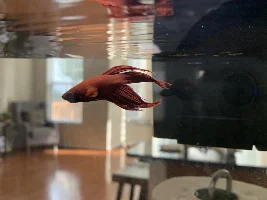 Is this Betta fin rot?