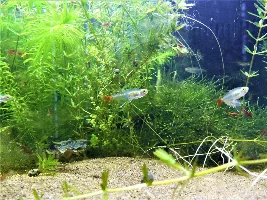 Finally! Pictures of my Blood Fins and Corys.
