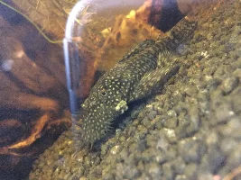White spots on pleco gills