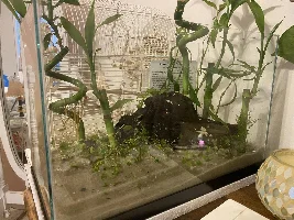 5 gallon betta biotope journal