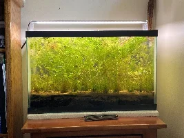 10g Red Plant tank