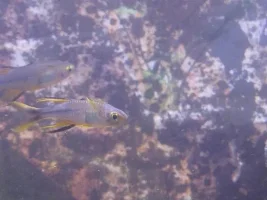 Brackish Tank!