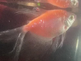 Bubble and Red/White Growth on Glofish Fins