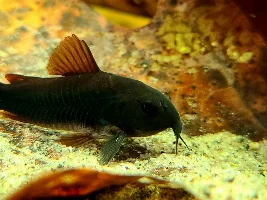 Which Corys Do You Have?
