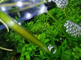 Rotala Rotundifolia