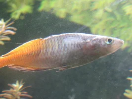 White, thick fuzzy poop and bacterial infections in my 90 gallon freshwater community tank