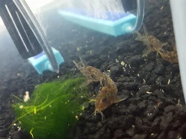 Corydoras Identification