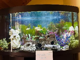VOTE NOW: May 2025 Tank of the Month Contest (31 US gallons and larger)