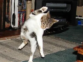 Tabby Terror