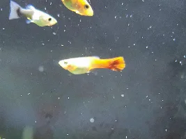 Is she pregnant?