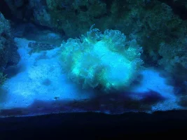 Elegance Coral