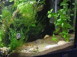 Suggestions for 1/2 gravel 1/2 sand substrate and for transitioning tanks?