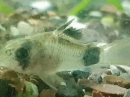Sick or injured Cory Cat?