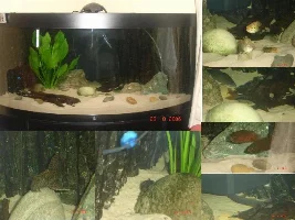 Hi Thought I'd Post Up Pics Of My Tanks?