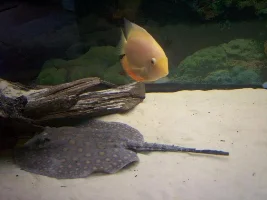 Ornate Bichir