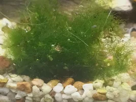 Is this java moss?