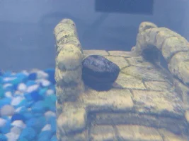 Something is wrong with my Nerite's shell