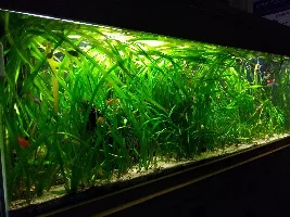 Vallis aquarium