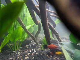 150 gallon shapping up nicely.