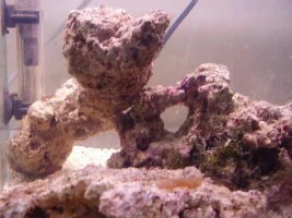 19 Gallon Nano Diary - New Corals And Fish Etc