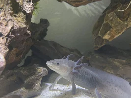 Axolotl question