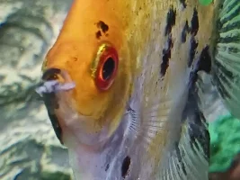 Is this normal on my Angel ?