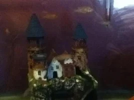 Former Newbie's African Cichlid Experience
