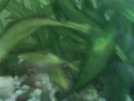 Algae Ruining My Tank!