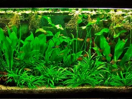 Low Tech Carpeting Plant