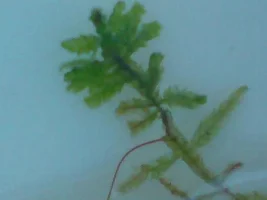 Please Critique My Moss