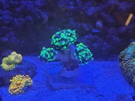 Little Slice of Ocean