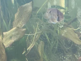 What’s the best dwarf cichlid?