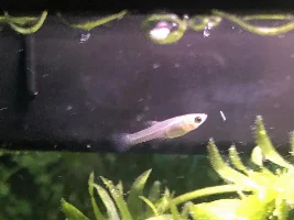 Still trying to ID these cuties
