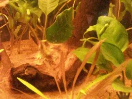 20 gallon update! With pics!