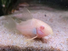 Dd's Tanks And Fish